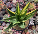 Aloe 'Nobilis' Variegated 5" Large Succulent Plant