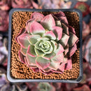 Echeveria 'Ice Pinky' Variegated 2" Succulent Plant