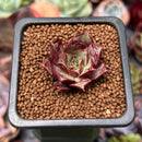 Echeveria 'Longissima' 1" Small Succulent Plant