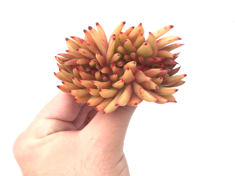 Echeveria Agavoides 'Mundy' Crested 4" Succulent Plant