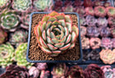 Echeveria 'Arti' 1"-2" New Hybrid Succulent Plant