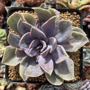 Echeveria 'Perle von Nurnberg' Variegated/Mutated 4" Succulent Plant