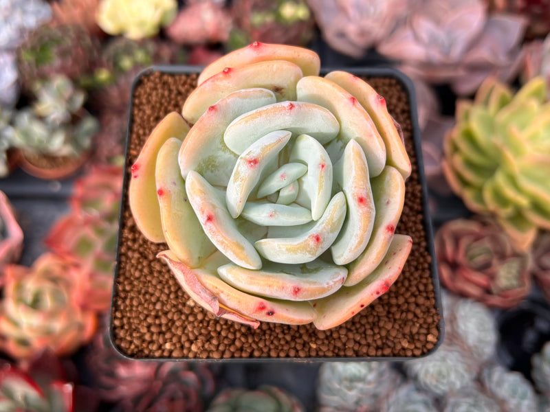 peach succulents Echeveria 'Peach Girl' 3" Succulent Plant – True Succulents Plant Co