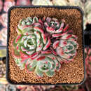 Echeveria 'Nanahukumini' 2" Cluster Succulent Plant