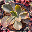 Echeveria 'Fimbriata' Variegated AKA 'Fasciculata' 3" Succulent Plant