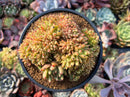 Echeveria Agavoides 'Crested 4" Succulent Plant