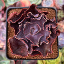 Echeveria 'Osmanthus' 3" Succulent Plant
