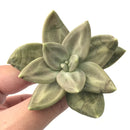 Echeveria 'Xichuensis' 2” Rare Succulent Plant