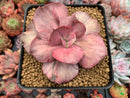 Echeveria 'Suyon Frill' Variegated 3" Succulent Plant