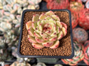 Echeveria 'Cindy' 2" Seed Grown New Hybrid Succulent Plant