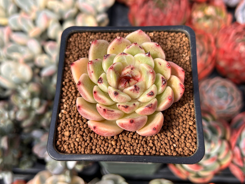 cindy succulents Echeveria 'Cindy' 2" Seed Grown New Hybrid Succulent Plant