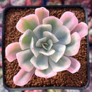 Echeveria 'Secunda' Variegated 2"-3" Succulent Plant