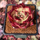 Echeveria Agavoides sp. 2" Succulent Plant