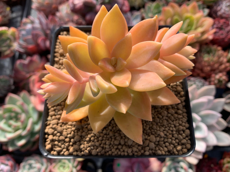 Graptosedum 'California Sunset' 3