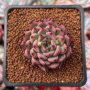 Echeveria 'Levin' 1" Succulent Plant
