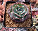 Echeveria sp. 3" Succulent Plant