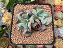 Echeveria 'Blue Spur' 3" Cluster Succulent Plant