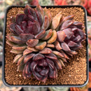 Echeveria 'Dark Chocolate' 3"-4" Cluster Succulent Plant