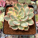 Echeveria 'Esther' Variegated 3" Succulent Plant