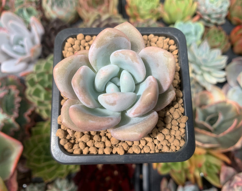 モンロークイーン Echeveria 'Monroe Queen' 1