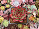 Echeveria Agavoides 'Fire Pillar' 2" Succulent Plant