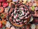 Echeveria 'Tremolo' Hybrid 5" Succulent Plant