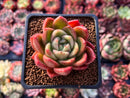 Echeveria Agavoides 'Timo' 2" Succulent Plant