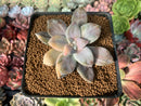 Quetzalcoatlia 'Pentandra Superba' Variegated 2" Succulent Plant (Formerly Graptopetalum 'Pentandrum Superbum' Variegated)