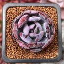Echeveria 'Rainbow Goddess' 1" New Hybrid Succulent Plant