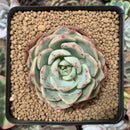 Echeveria 'Shalmon' 3" Succulent Plant