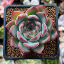 Echeveria 'Estrella' 2" Succulent Plant