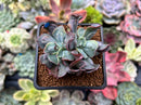 Echeveria 'Blue Spur' 2" Cluster Succulent Plant