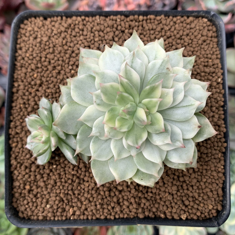 graptoveria olivia succulent Echeveria 'Olivia' Variegated 2"-3" Succulent Plant – True Succulents Plant  Co