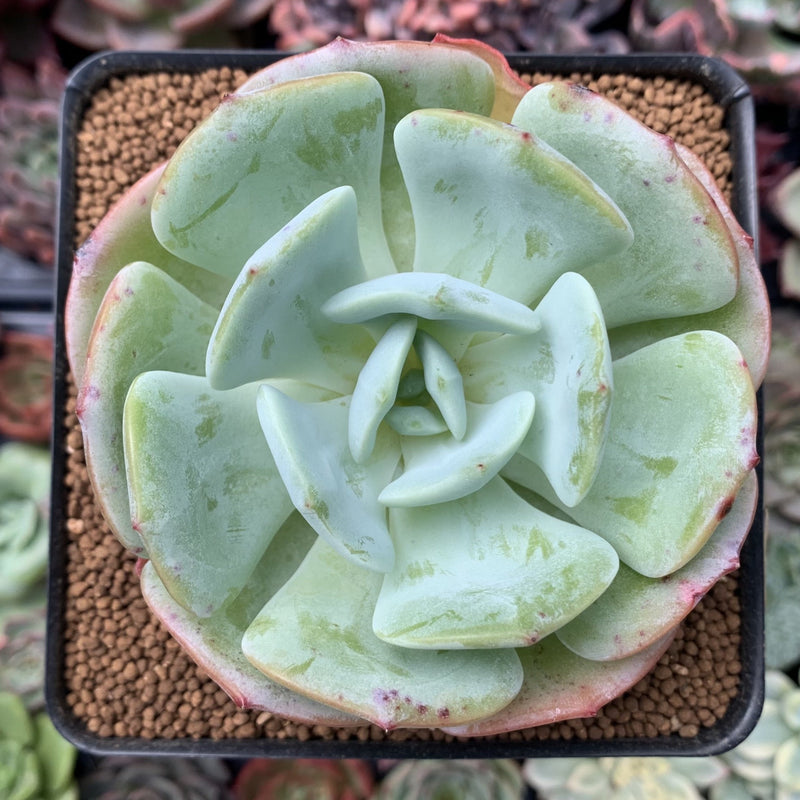 girl succulent Echeveria 'Peach Girl' 3" Succulent Plant – True Succulents Plant Co