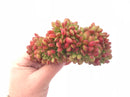 Echeveria Chubbs Crested Cluster 5”-6” Rare Succulent Plant