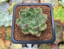 Echeveria Agavoides 'Primavera' 1" Succulent Plant