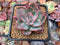 Echeveria 'Pink Harin' Variegated 2" Succulent Plant
