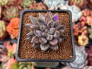 Echeveria 'Unguiculata' 1" Succulent Plant