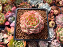 Echeveria 'Kircheriana' 2" Succulent Plant