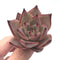 Echeveria Agavoides ‘Romeo’ 2”-3” Rare Succulent Plant