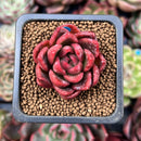 Echeveria Agvoides 'Callisto' 1" Succulent Plant