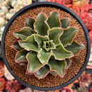 Echeveria 'Yamatoren' 4" Succulent Plant