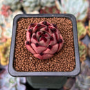 Echeveria Agavoides 'Red Ebony' 1" Succulent Plant