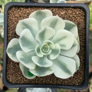 Echeveria 'Compton Carousel' 2"-3" Succulent Plant