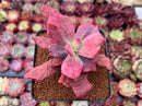 Echeveria 'Diamond State' Variegated 3" Succulent Plant