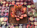 Echeveria Agavoides 'Pysche 3" Succulent Plant