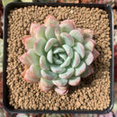 Echeveria 'Snowbell' 3" Powdery Succulent Plant
