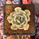Echeveria Runyonii Variegated (Aka Echeveria 'Akaihosi' Variegated) 2" Succulent Plant