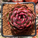 Echeveria 'Black Queen' Round-Leaf 2" Succulent Plant