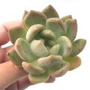 Echeveria sp. 2"-3" Rare Succulent Plant